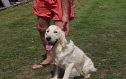 Golden Retriever dogs for sale: Ready to leave now 💕 fully vaccinated 🥰 - Image 6