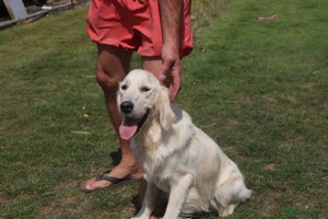 Golden Retriever dogs - Advert 8