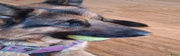 German Shepherd dogs for sale: Indie - Advert 3
