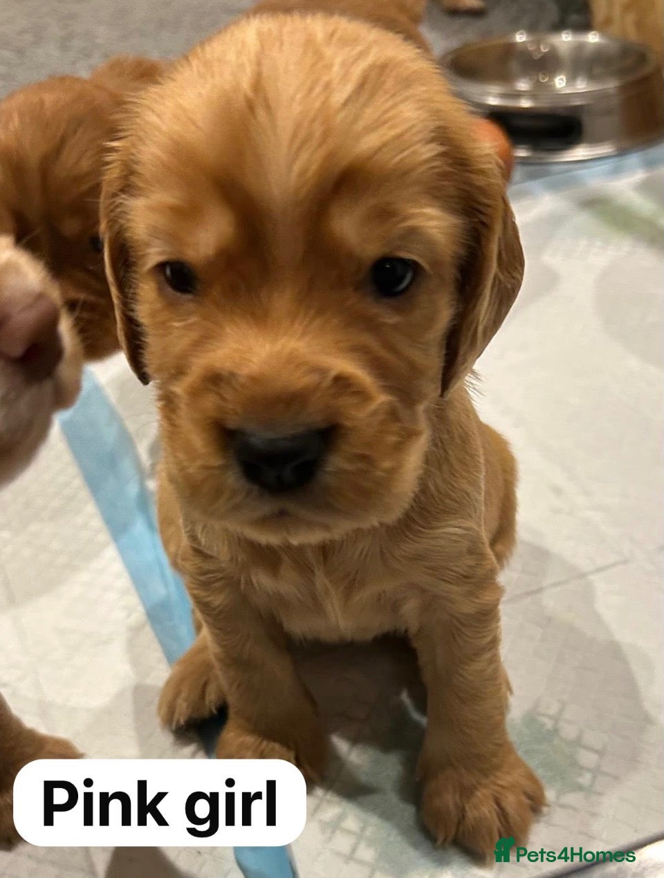 Cocker Spaniel dogs for sale: Litter of Kennel Club working Cocker Spaniels - Advert 1