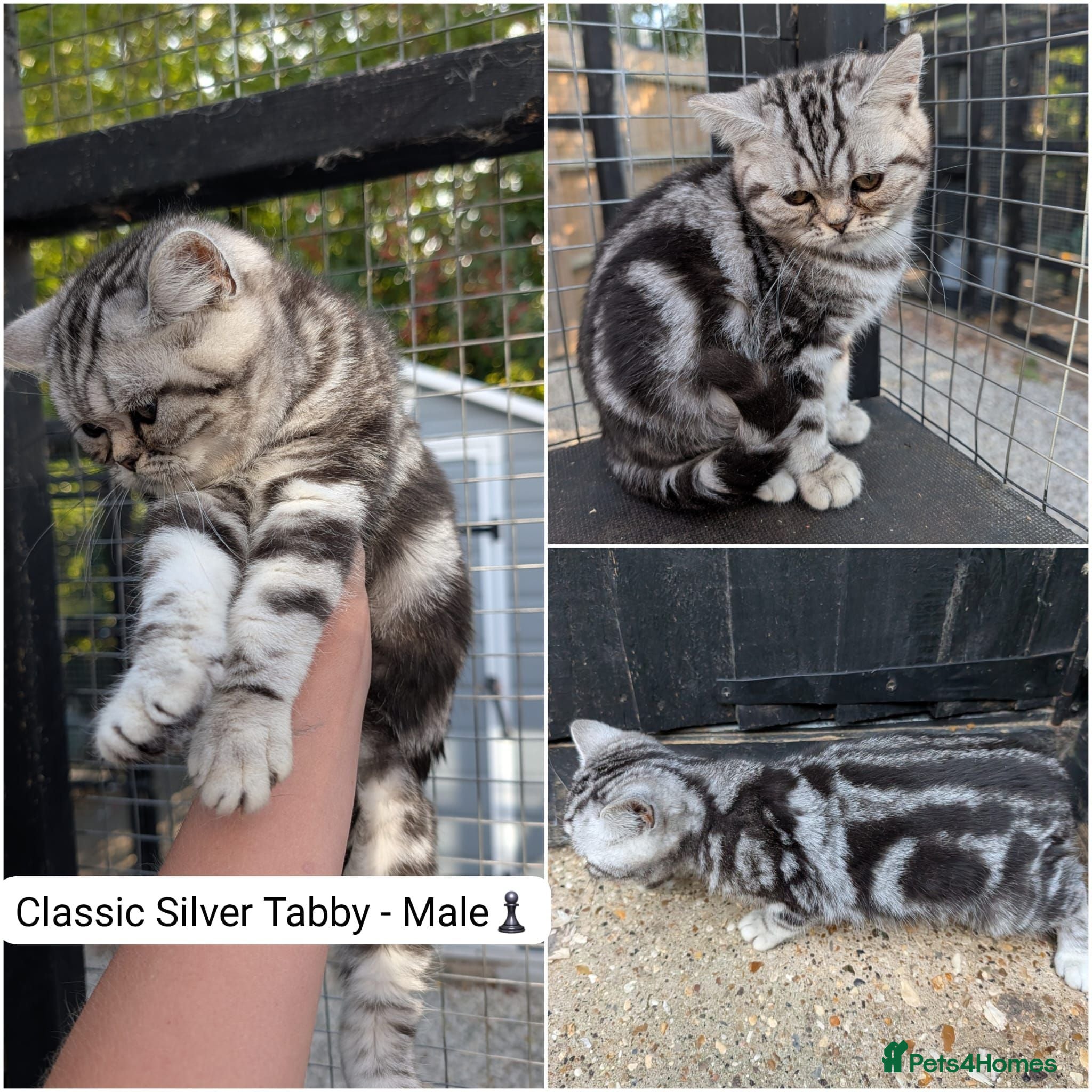 British Shorthair cats 🥹Purrrrfect Silver Tabbies & Torbies Available!🥹 - Advert 2