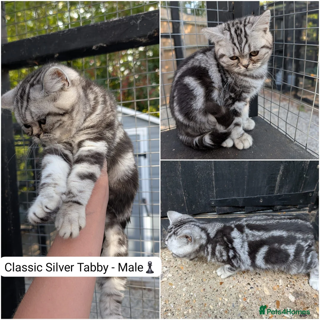 British Shorthair cats for sale: 🥹Purrrrfect Silver Tabbies & Torbies Available!🥹 - Advert 1