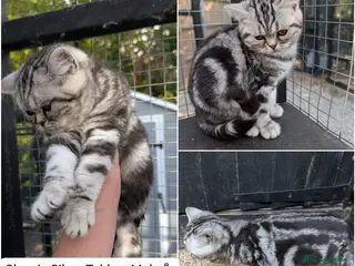 British Shorthair cats 🥹Purrrrfect Silver Tabbies & Torbies Available!🥹 - Advert 2