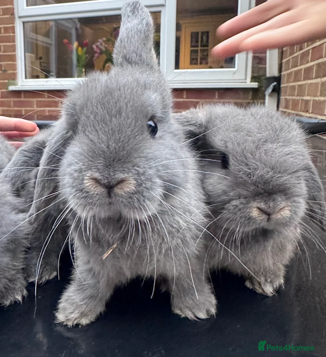 Mini Lop rabbits for sale: 4 Mini lop blue otter baby bunnies for sale - Advert 2