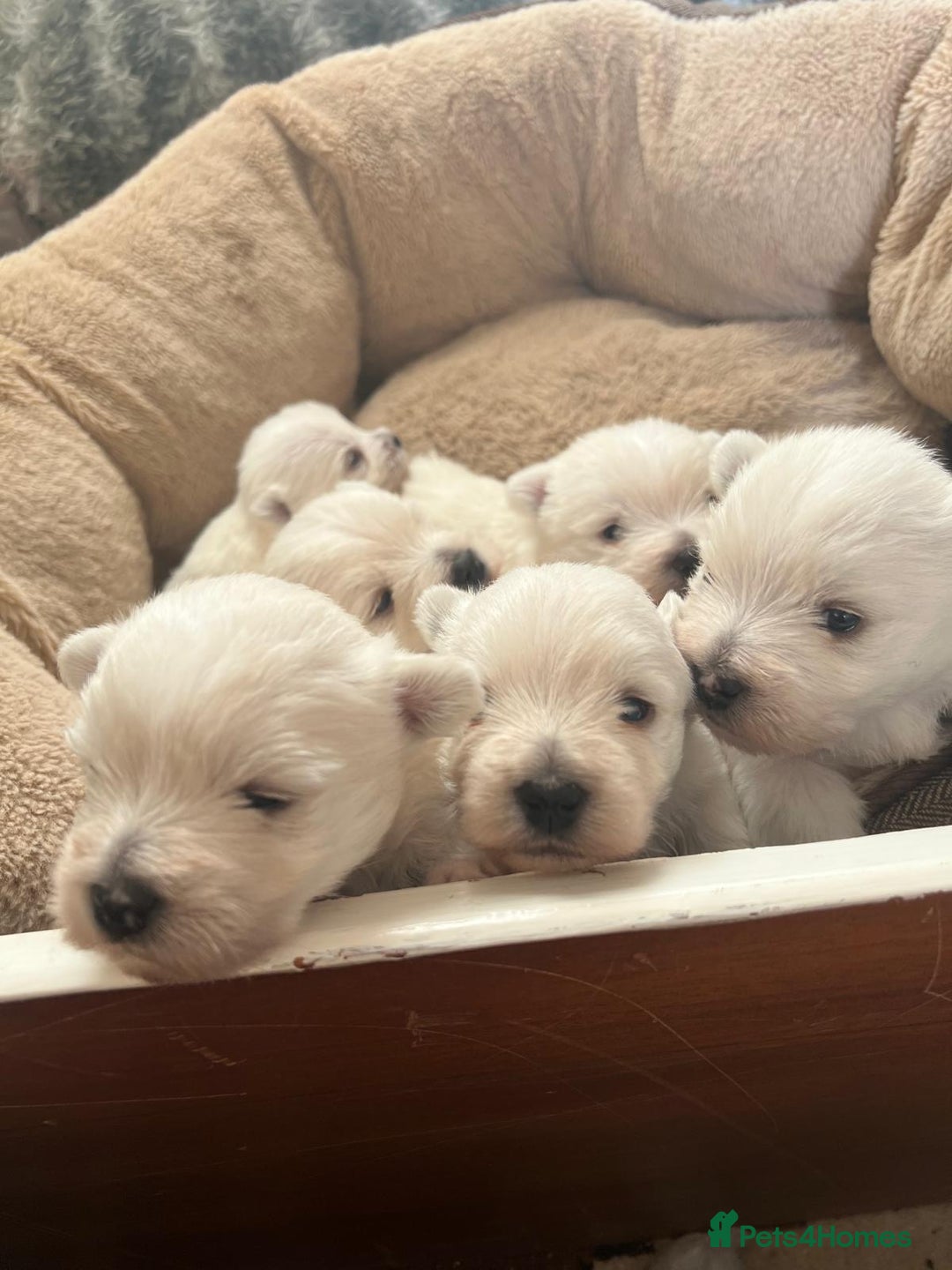 West Highland Terrier dogs for sale: Adorable cute little Westies need forever homes - Advert 3
