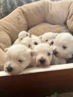 West Highland Terrier dogs Adorable cute little Westies need forever homes - Advert 1