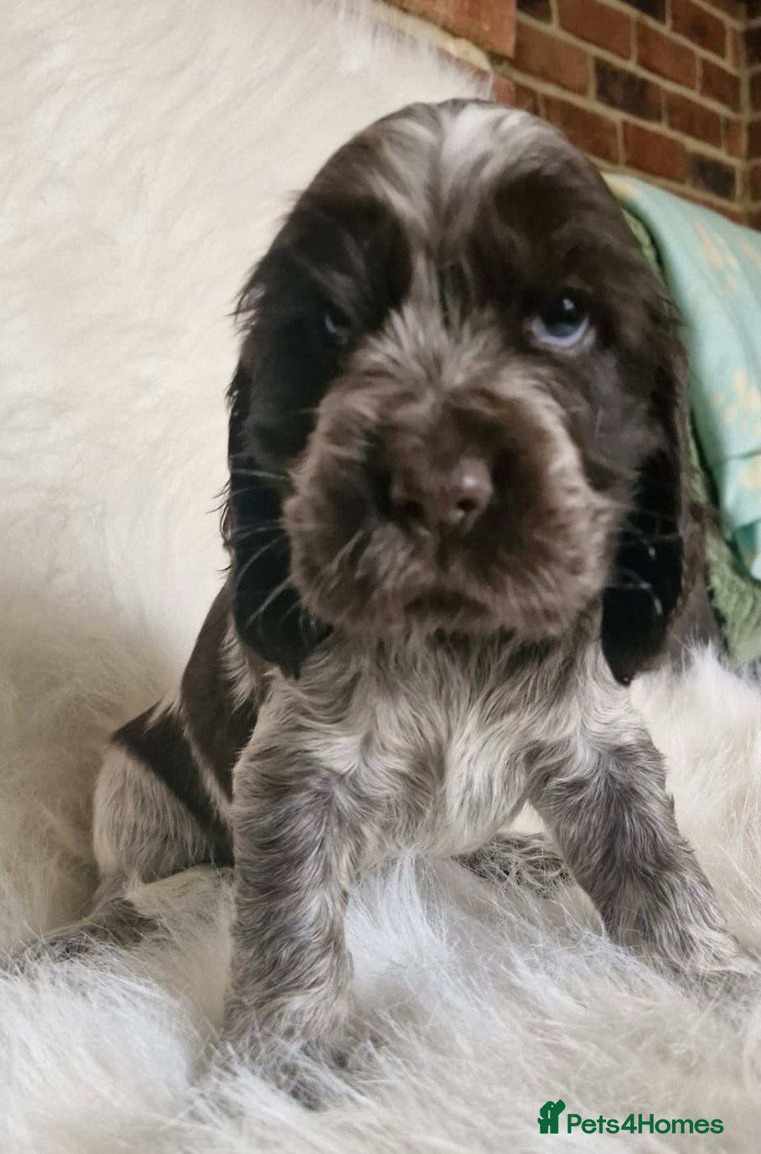 Cocker Spaniel dogs for sale: Lovely show Cocker spaniel puppies 🐶  - Advert 7