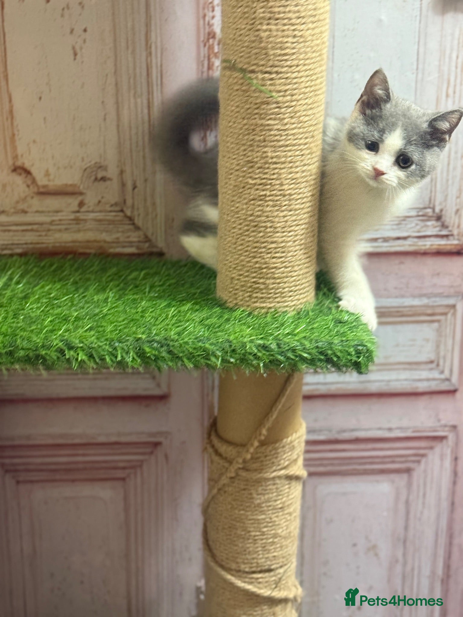 British Shorthair cats Summer sale🏆Champion British Shorthair kittens😻 - Advert 1