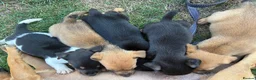 Jack Russell dogs for sale:  Jack Russell puppies for sale  - Advert 18