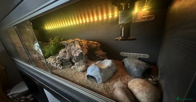 Leopard Gecko reptiles - Advert 3