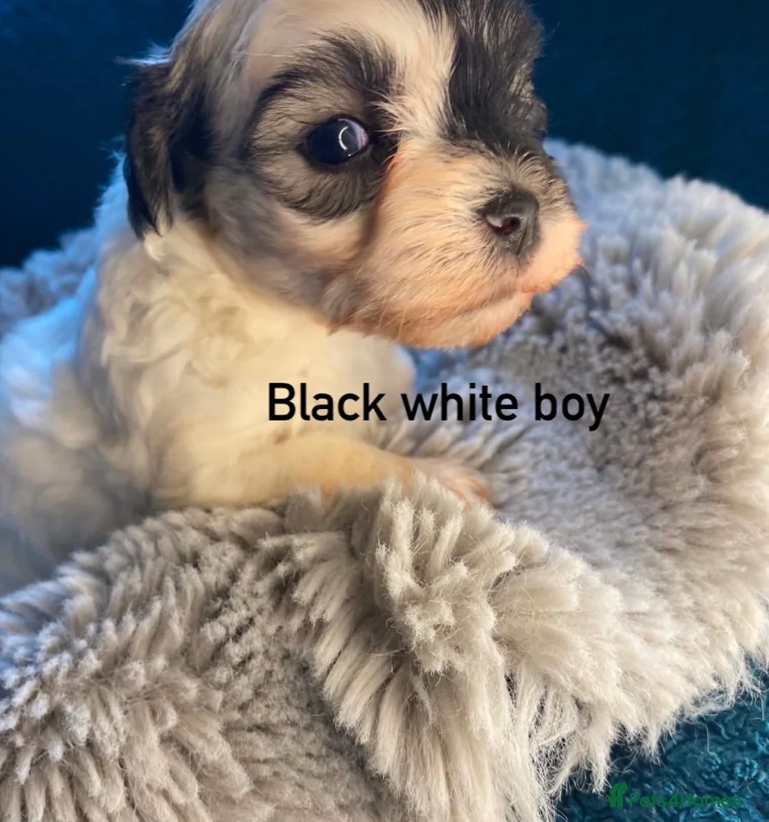 Maltipoo dogs for sale: F1 Korean Maltipoo puppies  - Advert 2