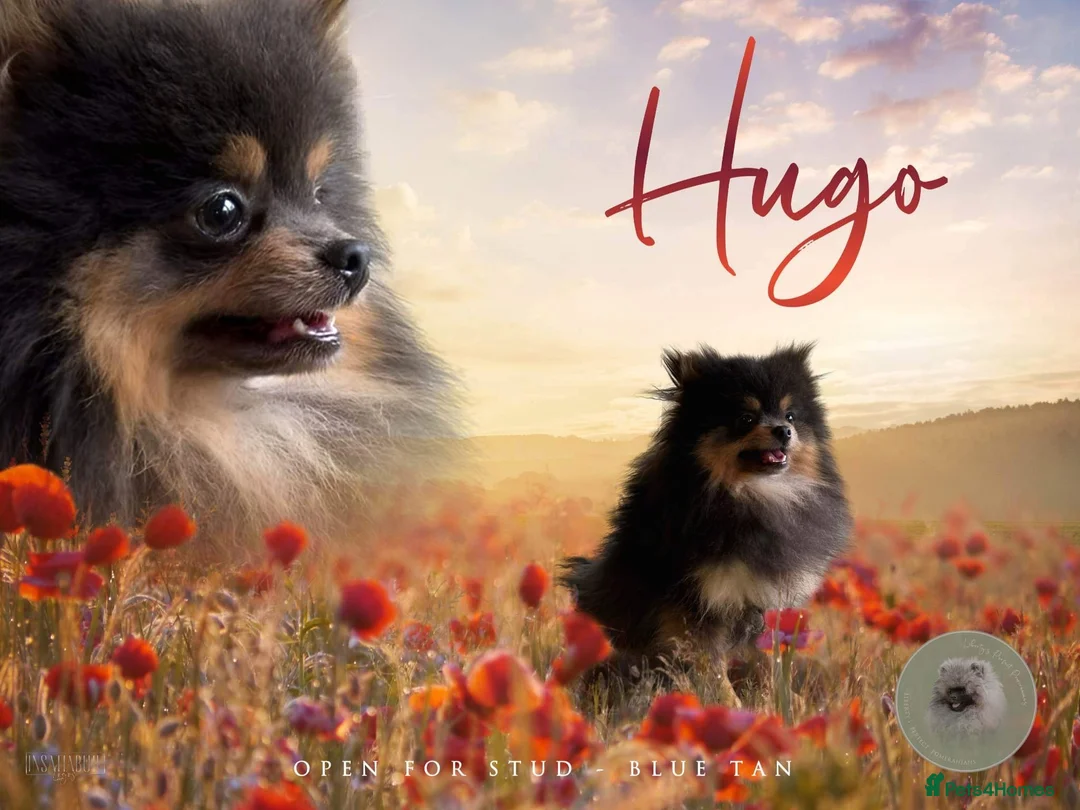 Pomeranian dogs for stud: Biggest Quality Pom StudTeam In uk  in Pontefract - Advert 11