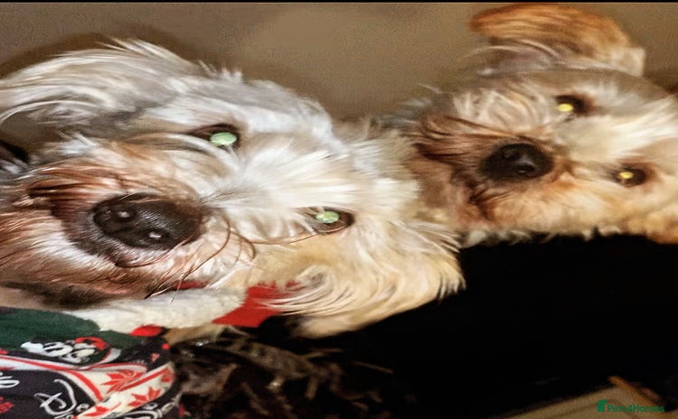Yorkshire Terrier dogs - Advert 1