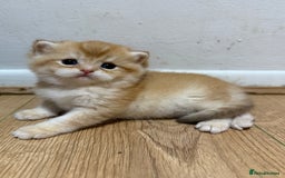 British Shorthair cats for sale: GCCF reg BSH & LH Chocolate & Black Golden Kittens - Image 22
