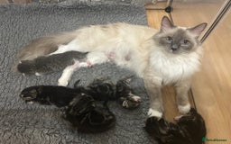 Ragcoon cats for sale: Beautiful Ragcoon Kittens - Image 10