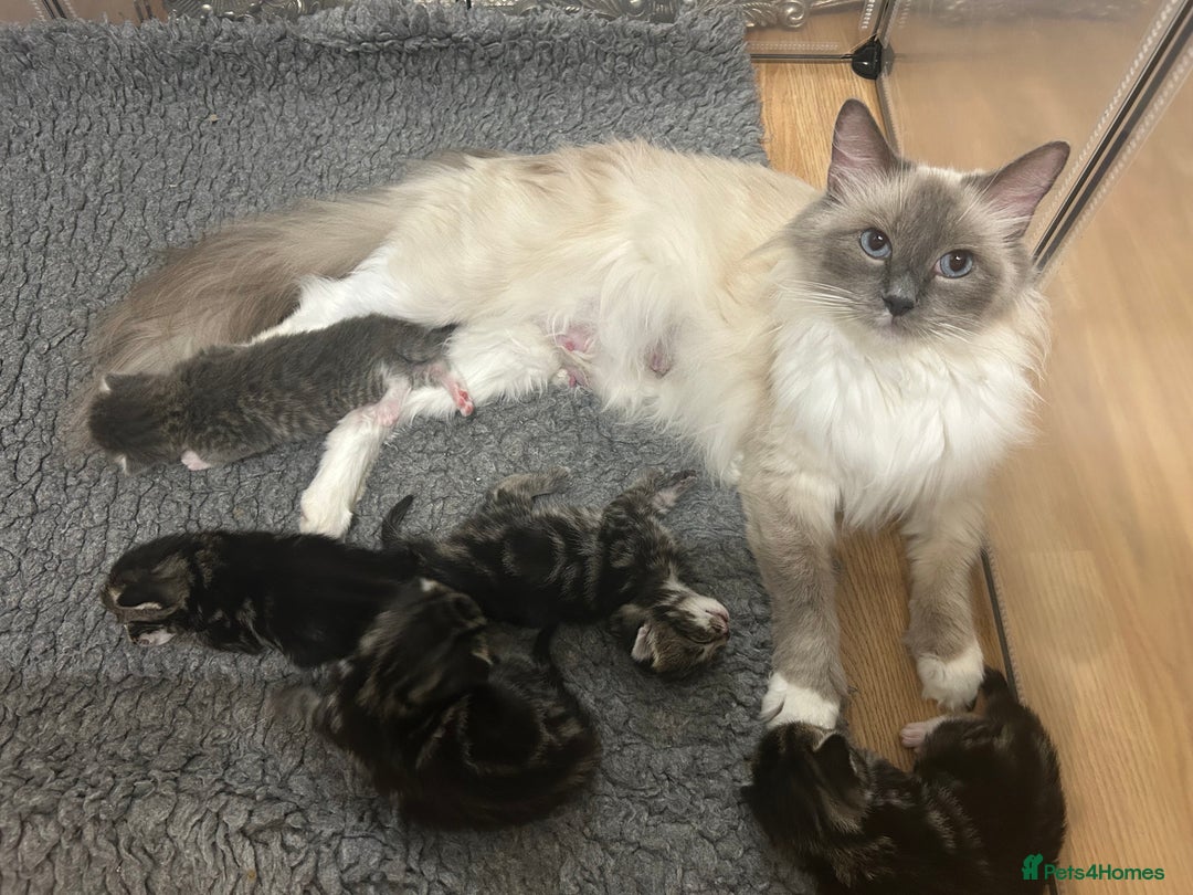Ragcoon cats for sale: Beautiful Ragcoon Kittens - Image 10