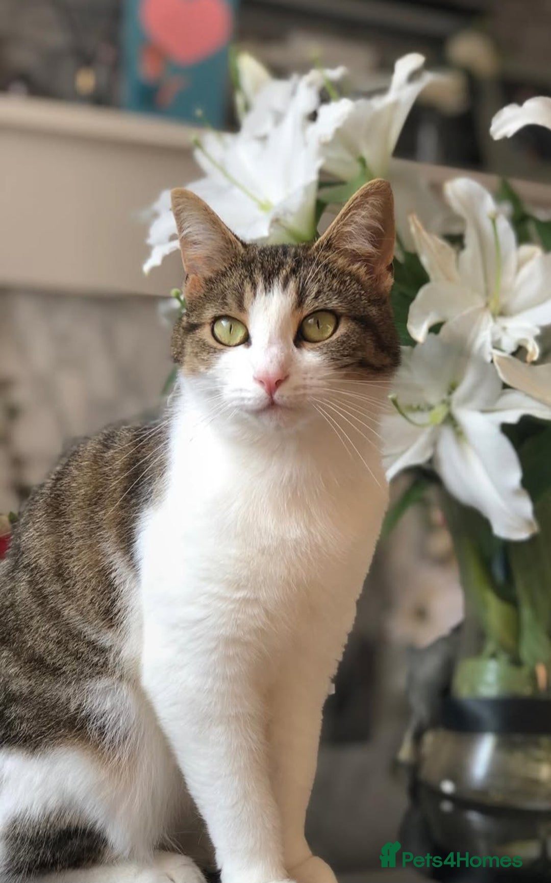 Mixed Breed cats for sale: Female tabby - Image 1