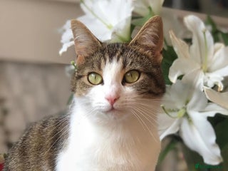 Mixed Breed cats - Advert 32