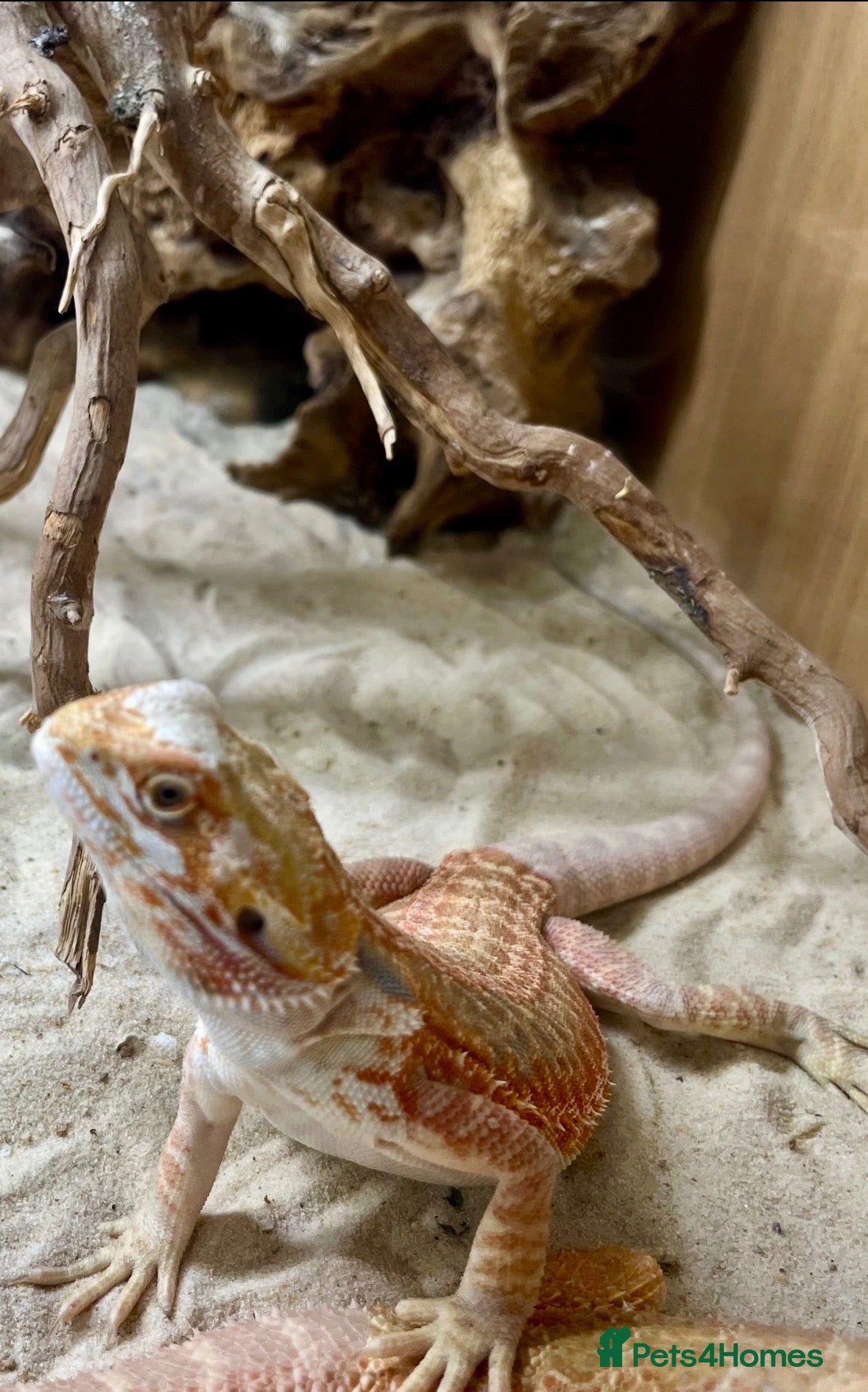 Bearded Dragon reptiles Red leatherback bearded dragon 🧡 - Advert 2