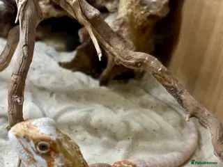 Bearded Dragon reptiles Red leatherback bearded dragon 🧡 - Advert 2