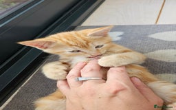 Mixed Breed cats for sale: 4 adorable kittens | ragdoll mix - Image 12