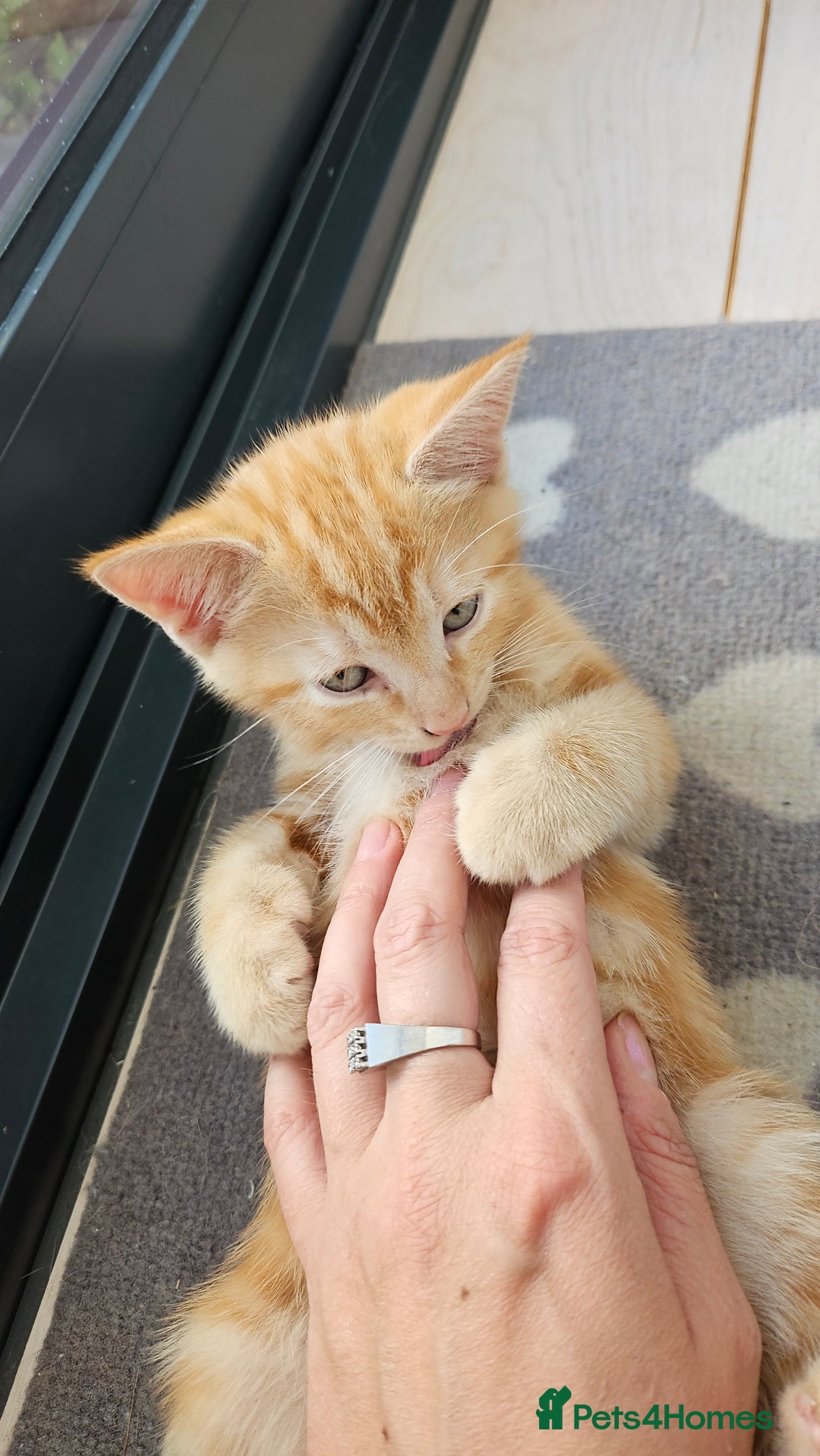 Mixed Breed cats for sale: 4 adorable kittens | ragdoll mix - Image 12