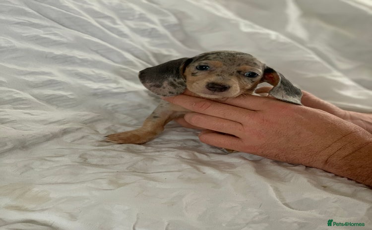Miniature Dachshund dogs - Advert 10