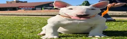 Bull Terrier dogs for sale: Exceptional quality KC BT Puppy - Advert 1