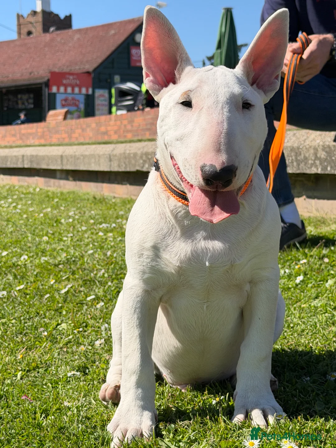 Bull Terrier dogs for sale: Exceptional quality KC BT Puppy - Advert 1