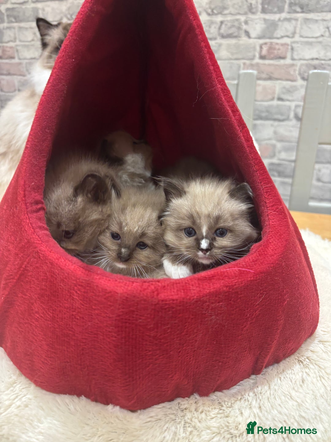 Ragdoll cats for sale: Gorgeous Ragdoll Seal Mink kittens TICA Registered - Advert 13