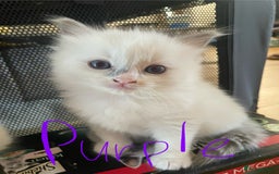 Ragdoll cats for sale: 6 Adorable Ragdoll kittens  - Image 8