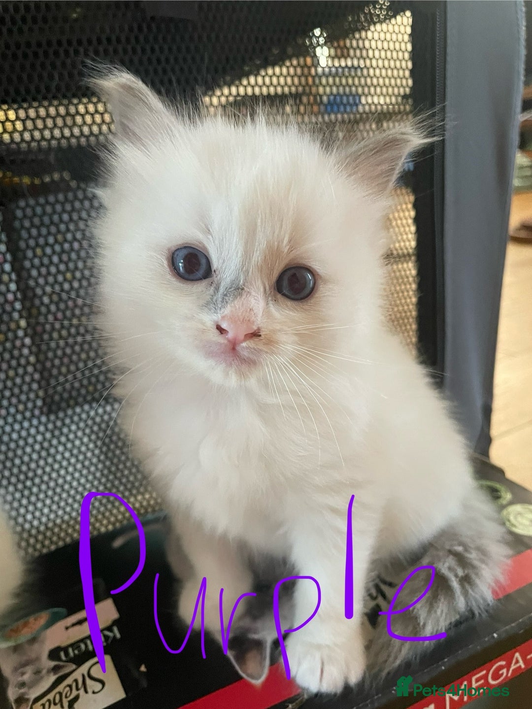 Ragdoll cats for sale: 6 Adorable Ragdoll kittens  - Image 8