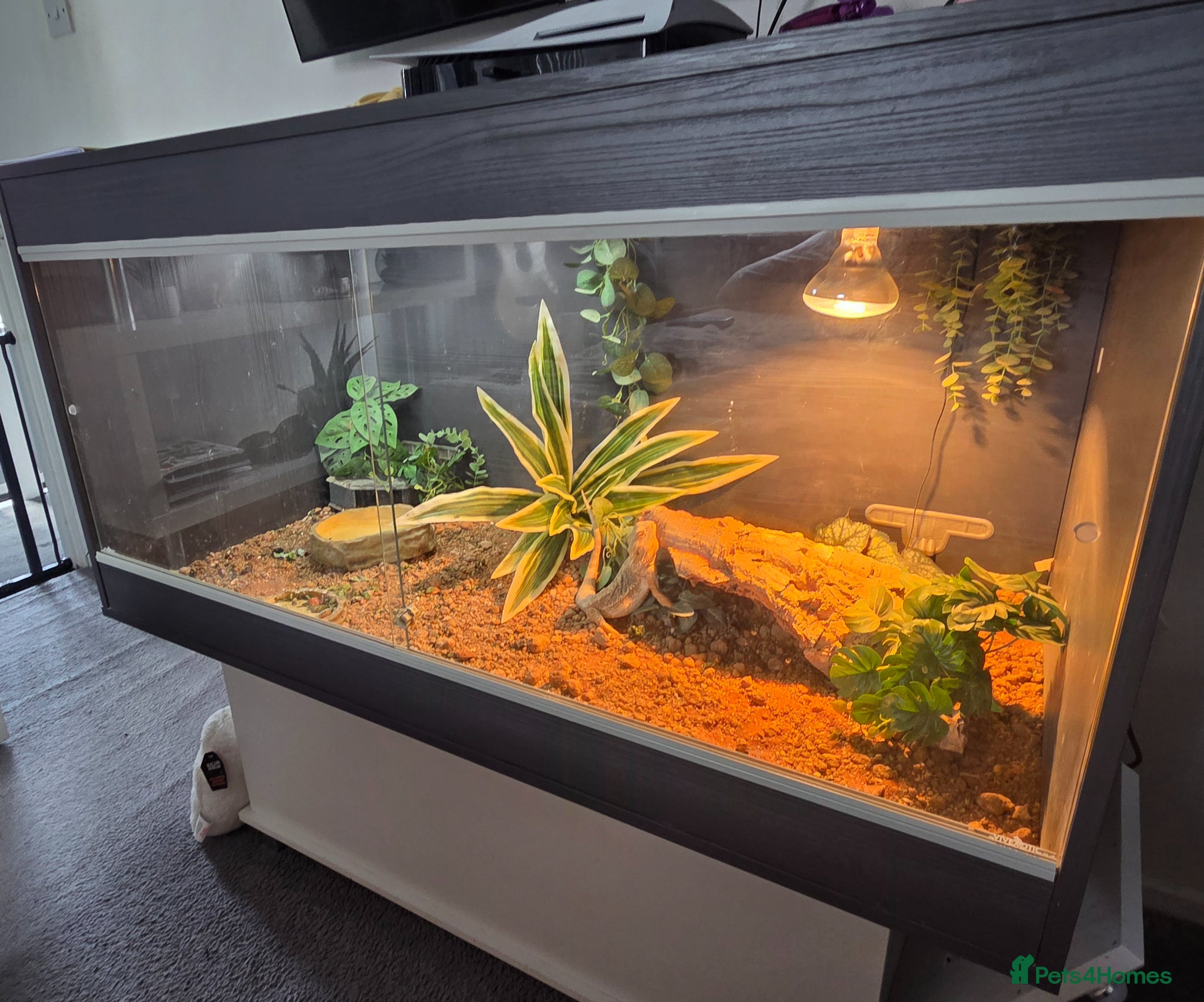 Dragon reptiles for sale: Bearded dragon full setup  - Advert 2