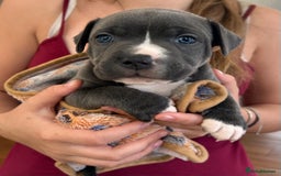 Staffordshire Bull Terrier dogs for sale: Beautiful KC Staffordshire bull terrier Puppies - Image 1