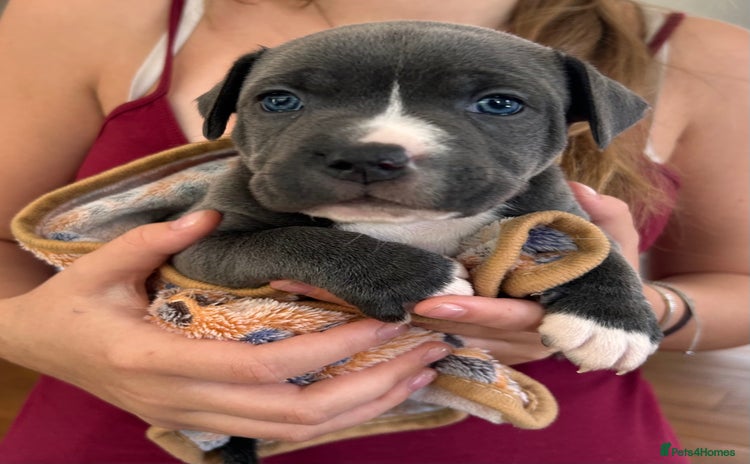 Staffordshire Bull Terrier dogs - Advert 1