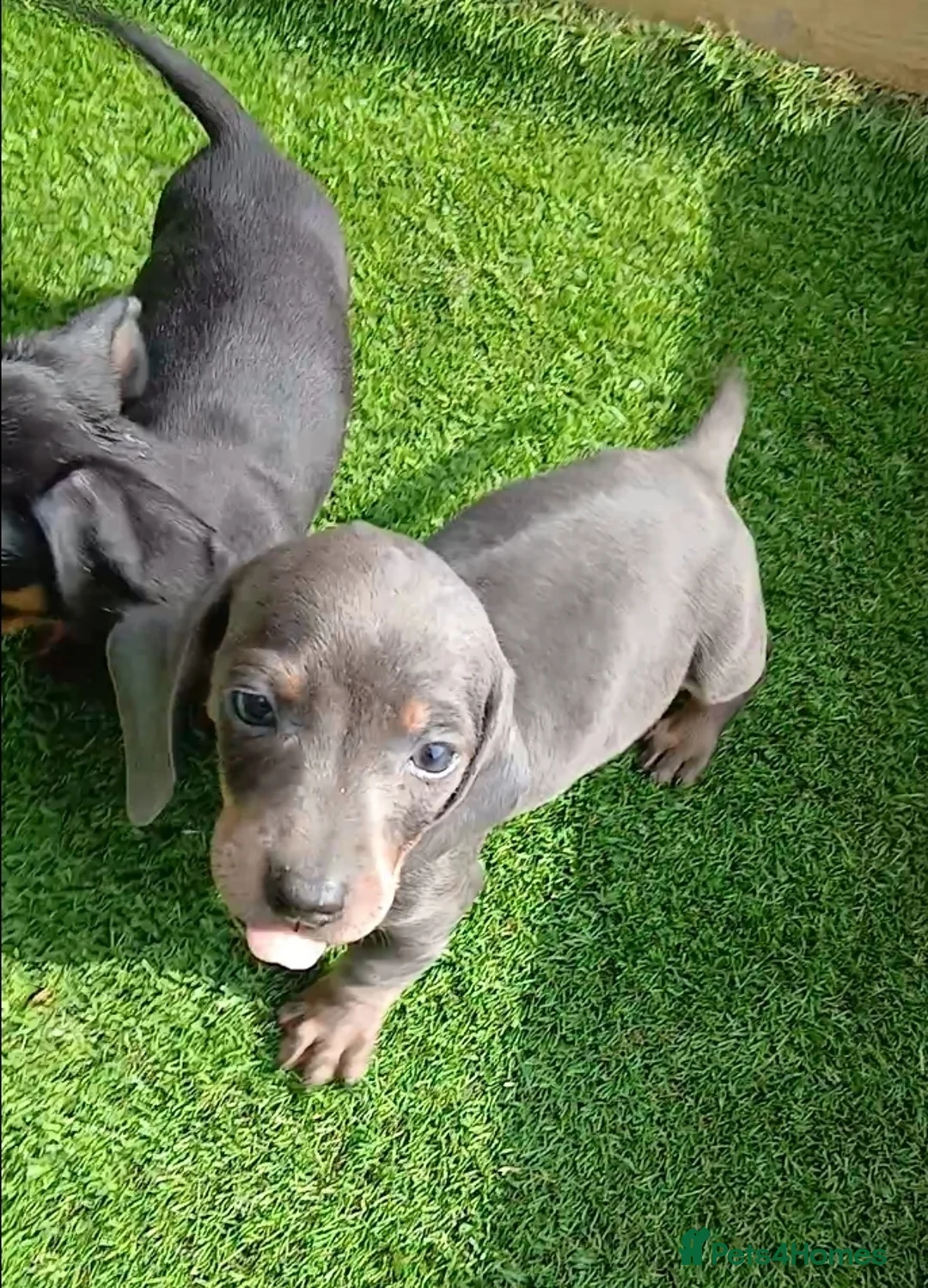 Dachshund dogs for sale: Ready to leave Beautiful dachshund puppies  - Advert 11