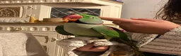 Parakeets birds for sale: Male Alexandrine Parakeet with cage  in Yeovil - Advert 1