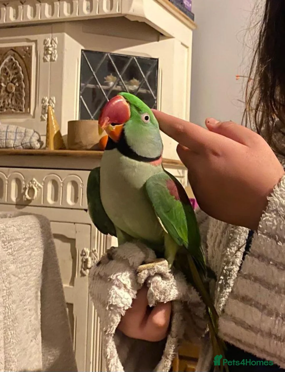 Parakeets birds for sale: Male Alexandrine Parakeet with cage  in Yeovil - Advert 1