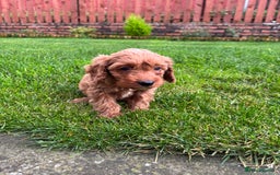 Cockapoo dogs for sale: Beautiful cockapoo bitch - ready now  - Image 3