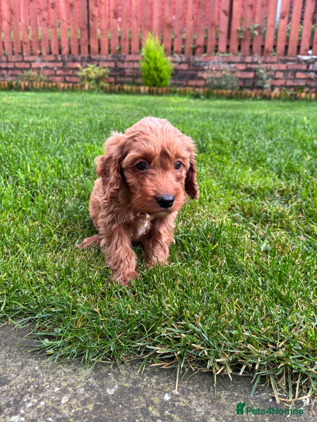 Cockapoo dogs for sale: Beautiful cockapoo bitch - ready now  - Image 3