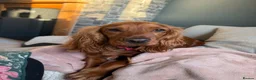 Cocker Spaniel dogs for sale: Beautiful show cocker spaniels  - Advert 1