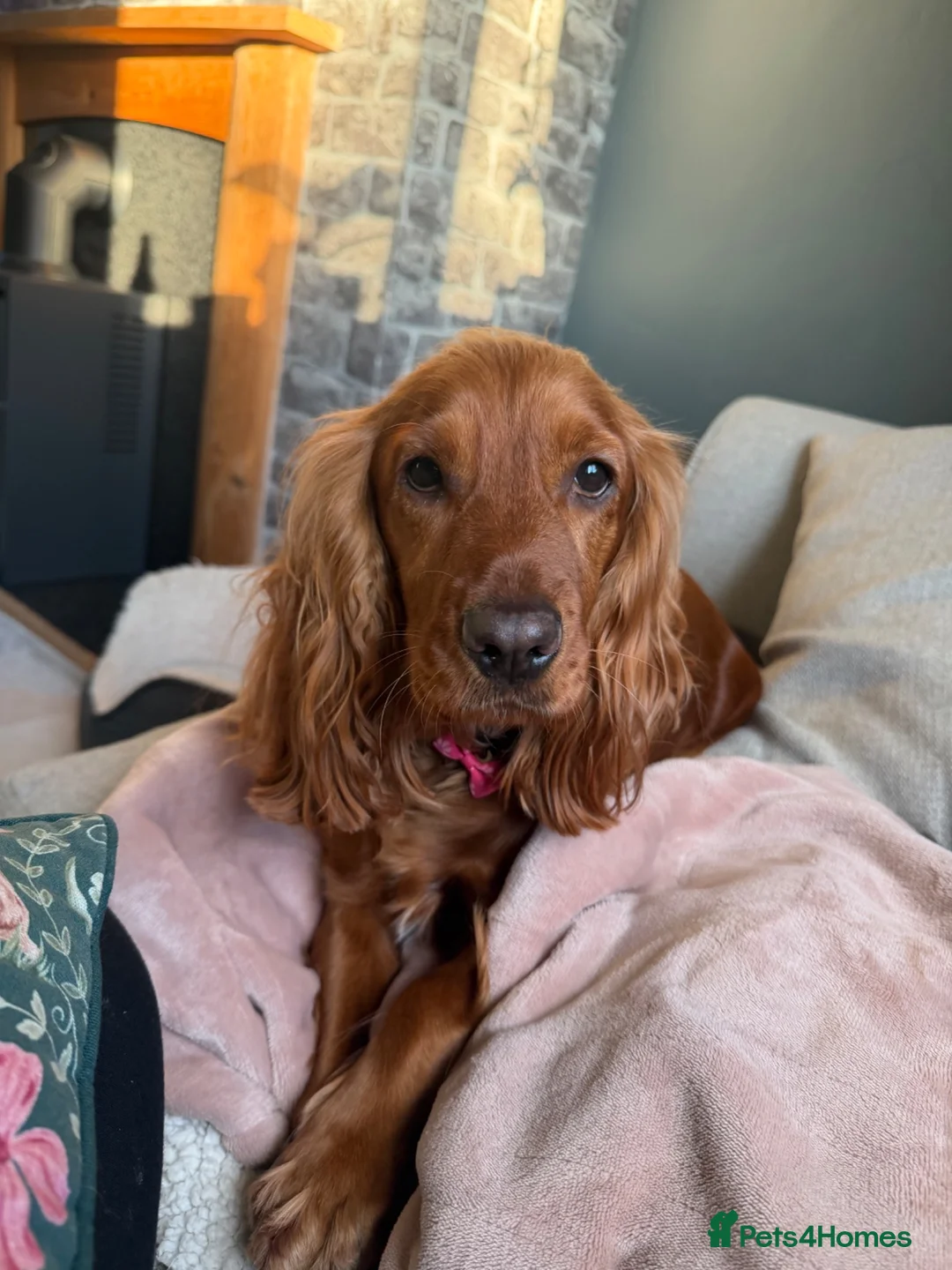 Cocker Spaniel dogs for sale: Beautiful show cocker spaniels  - Advert 1