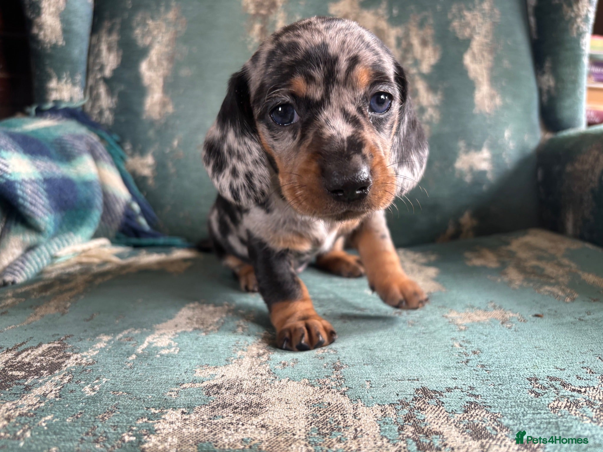 Miniature Dachshund dogs 1 left! Gorgeous Miniature Dachshund puppies - Advert 8