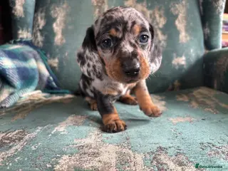 Miniature Dachshund dogs 1 left! Gorgeous Miniature Dachshund puppies - Advert 8