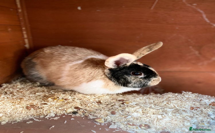 Mixed Breed rabbits - Advert 4