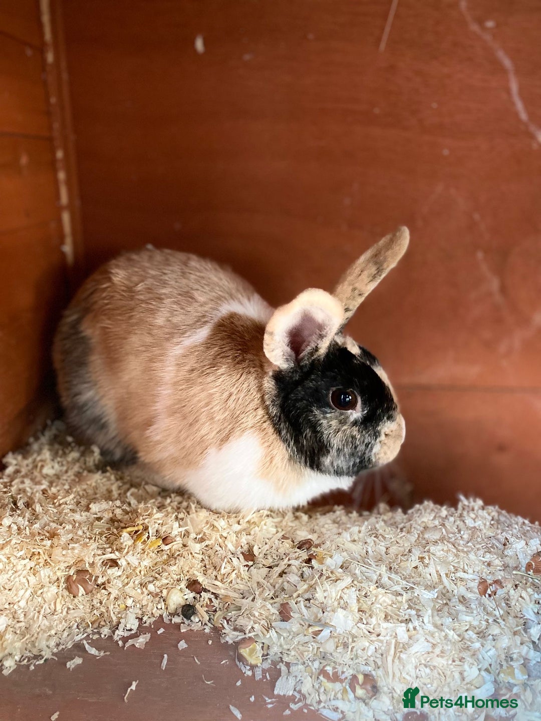 Mixed Breed rabbits for sale: Female beige and white rabbit - Image 1