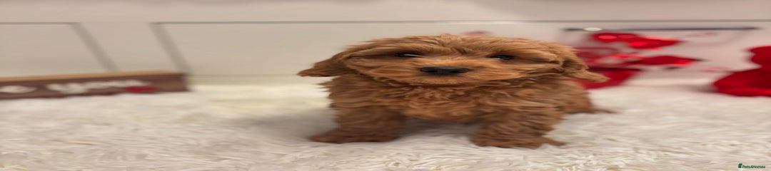 Goldendoodle Puppy 9