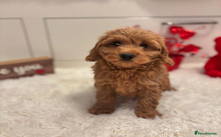 Goldendoodle dogs - Advert 9