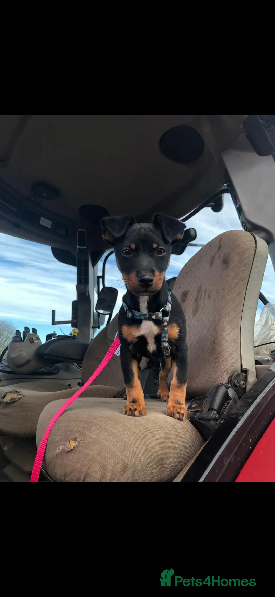 Patterjack dogs for sale: Beautiful patterjack puppies - Advert 16