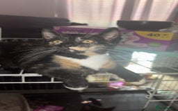 British Shorthair cats for sale: 4 kittens and 1 mum - Image 1